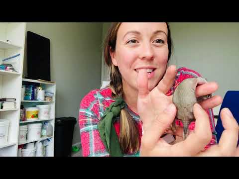 1st YouTube video about how long can a baby squirrel go without eating