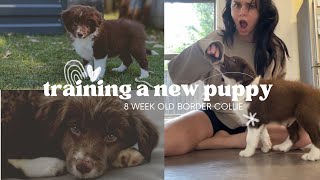 HOW TO TRAIN A NEW PUPPY - 8 week old border collie puppy