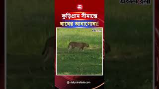 কুড়িগ্রাম সীমান্তে ভারতীয় বাঘের আনাগোনা ! | Daily Sakalbela