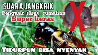 Download lagu suara jangkrik pengusir tikus super Ampuh✓tikus lari terbirit-birit mp3
