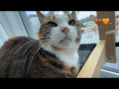 오매불망 나만 바라보는 나만의 두쫀쿠