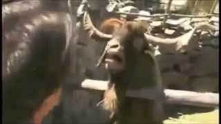 The Color Morale - Learned Behavior (Goat Edition)