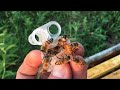 Selektion Auf Varroa Sensitive Hygiene VSH Bei Honigbienen
