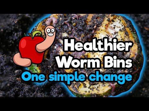 Changing the way I feed my worms, great results! Worm Bins update August 2018