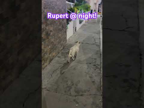 ¡Rupert el perro más genial de Salinas!