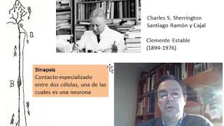 Sinapsis - Aspectos estructurales