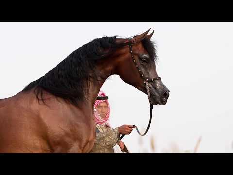 Arabian Horse EOS Apollo