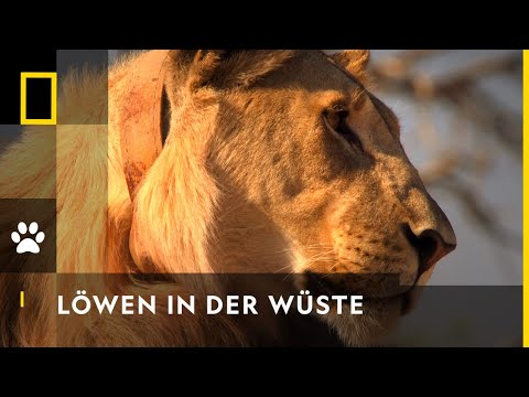 Die Wüstenlöwen der Namib | Big Cat Februar