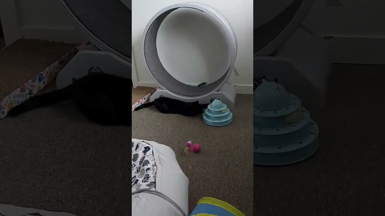 Enlarge Ristretto, a Adoptable Domestic Short Hair in Abbotsford, BC video 6/6