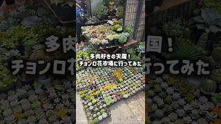 韓国タニラー花より多肉🪴 鍾路(チョンロ)花市場に行ってみた!韓国・ソウルにある有名な「鍾路花市場」 #多肉植物 #観葉植物 #succulent #韓国旅行