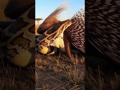 This Is Why a Python Should Never Swallow a Porcupine!