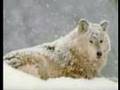 relaxing music and animals pic 