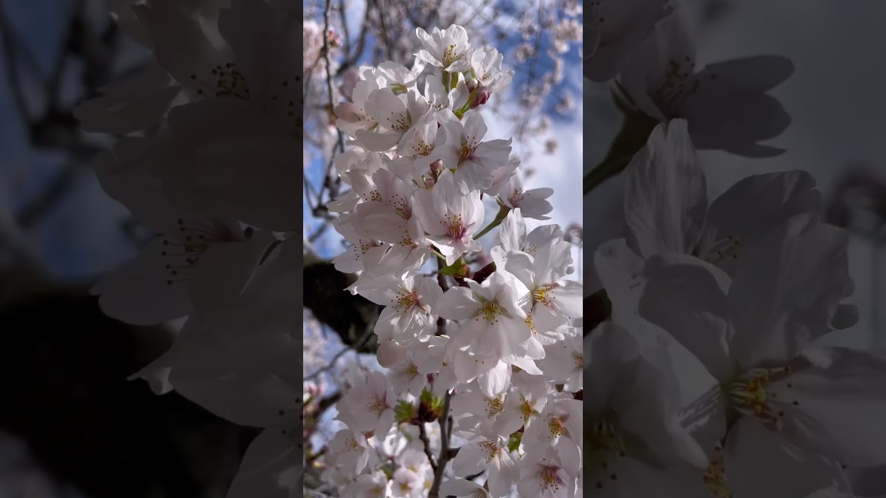 いい天気です〜さくら🌸#trending #youtubeshorts #viral #shortvideo