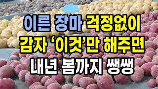 이른 장마 걱정없이 감자 이것만 해주면 내년 봄까지 쌩쌩해요