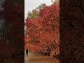 Autumn Bloom Shorts Colorsoffall Nature