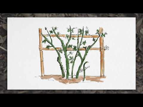 Rosen schneiden - Anleitung für alle Rosenarten