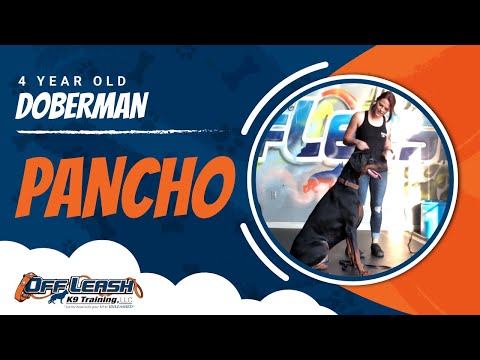 Pancho 4 Year Old Doberman | 100% Off Leash | Guaranteed Obedience