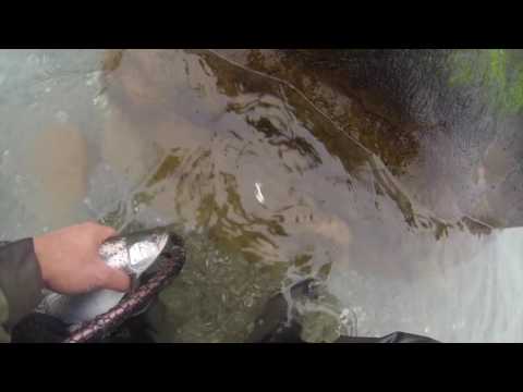 Kystfiskeri – havørred/seatrout/meerforelle ved Djursland, Århus bugten & den Fynske kyst