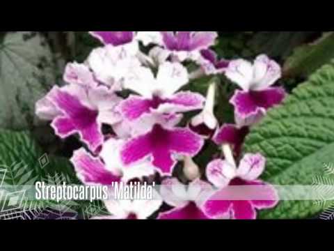 Dibleys at Cardiff 2016