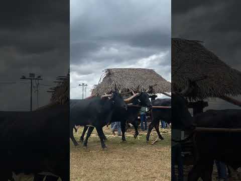Festa da moagem - Água Fria de Goiás