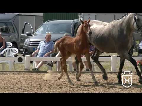 NF317CH Stutfohlen von Casall - Quidam de Revel - Contender