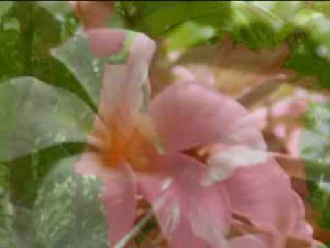 " BOPHA KROP POR " by  Ros Serey Sothea