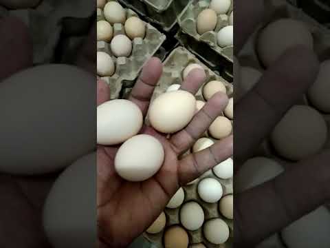 Brown kadaknath hatch eggs