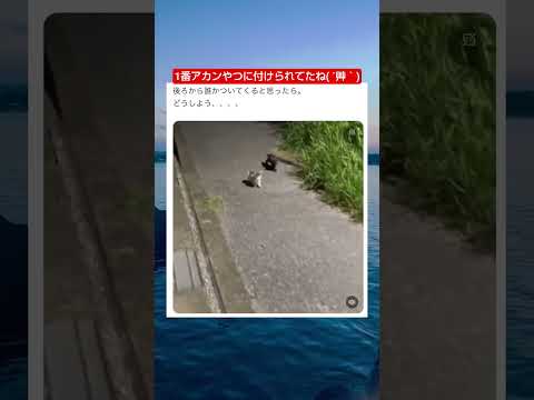 こんな夜中にこんなちっちゃいのが2匹も居たらお持ち帰り一択 #shorts #猫 #おすすめ