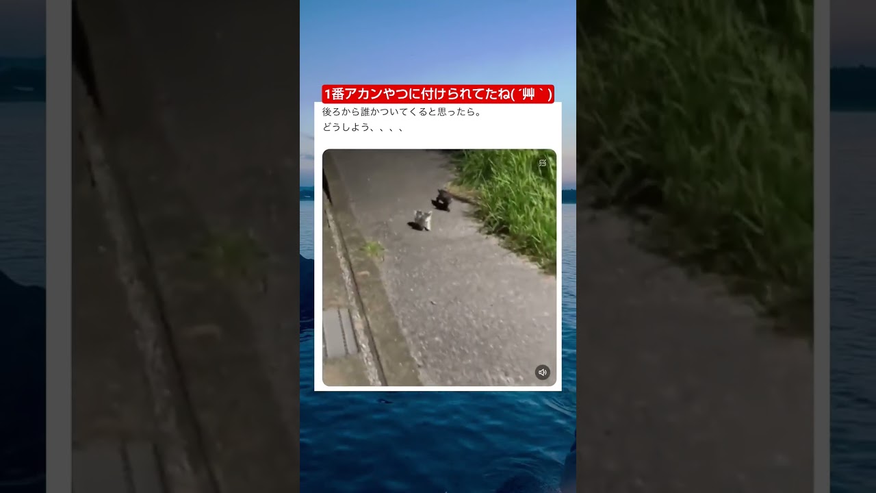 こんな夜中にこんなちっちゃいのが2匹も居たらお持ち帰り一択 #shorts #猫 #おすすめ