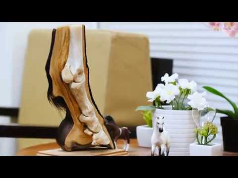 Al Shaqab Equine Veterinary Medical Center | Dr MATS TROEDSSON INTERVIEW