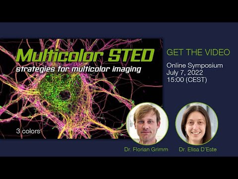 Multicolor STED Imaging