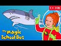 Fish And Aquatic Creatures Full Episodes The Magic School Bus Scholastic Classic