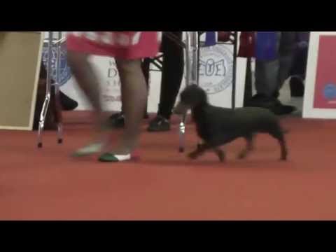00059 WDS males juniors SS dachshund