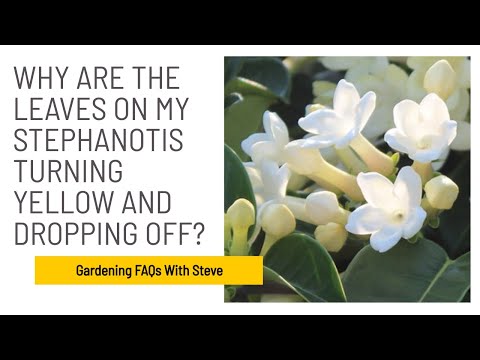 , title : 'Why are the leaves on my Stephanotis turning yellow and dropping off?'