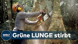 Abholzung der Amazonas-Regenwälder schreitet dramatisch voran