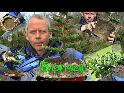 Bonsai design. Planting a potted plant in a bowl