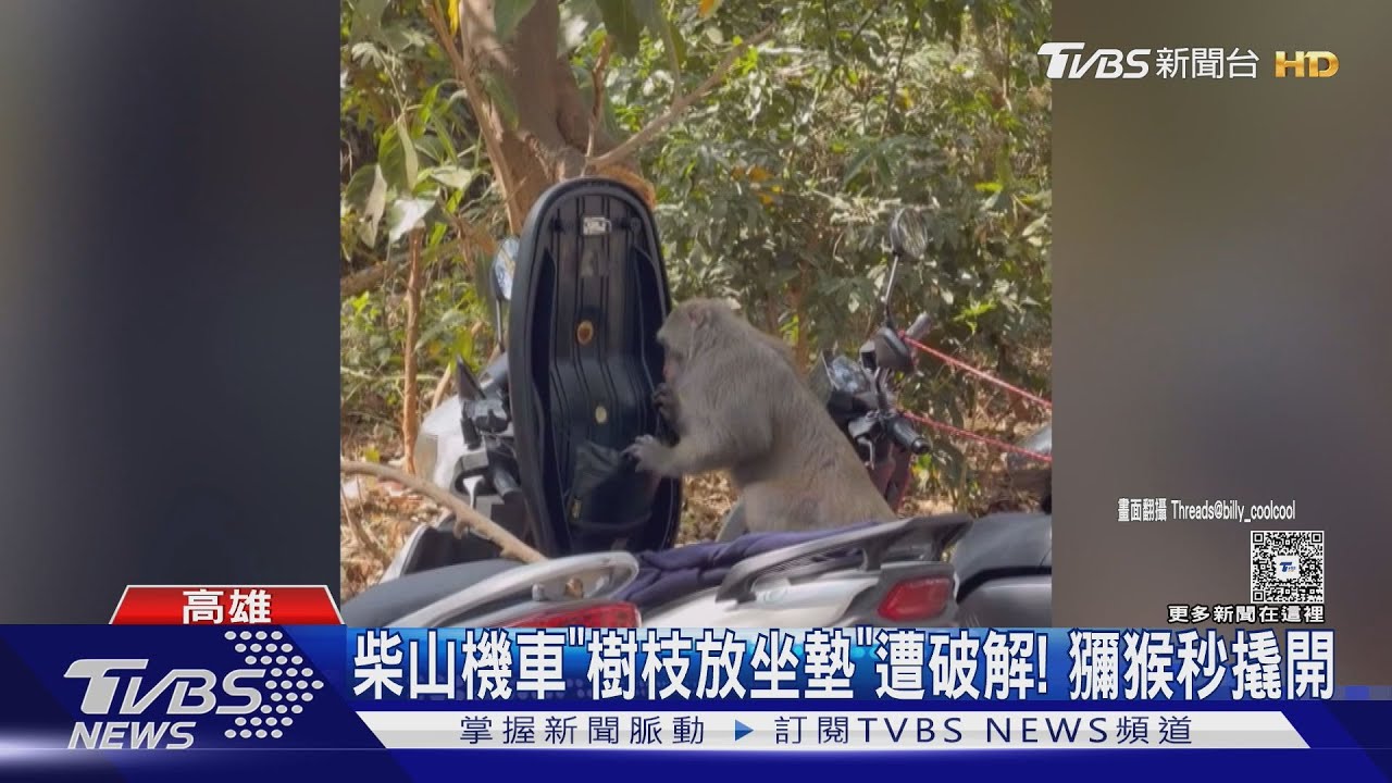 柴山獼猴再進化! 機車放樹枝仍遭「破解」 置物箱翻亂狼狽曝