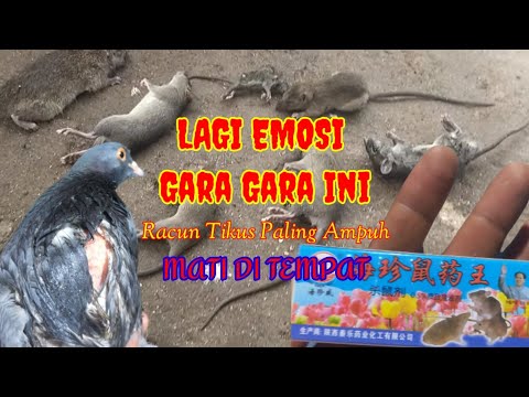 LAGI EMOSI || Racun Tikus paling Ampuh mati kering di tempat