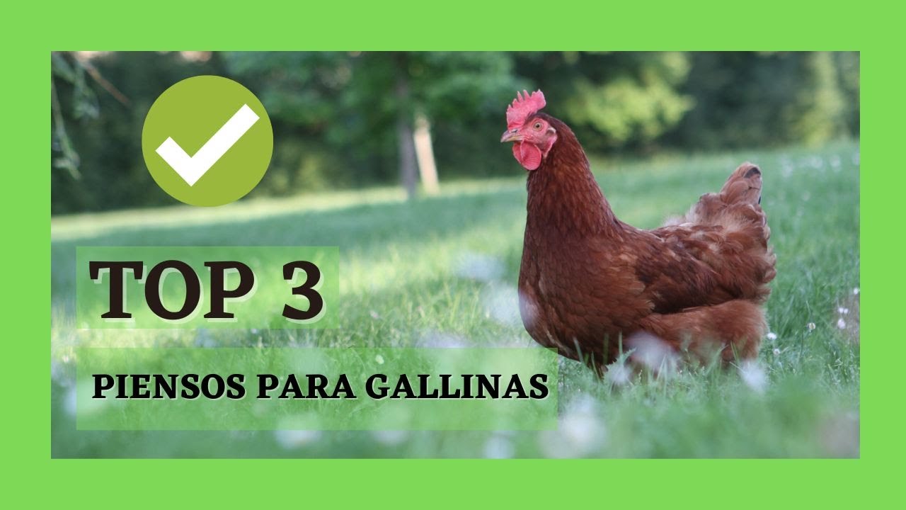 🥇 Los MEJORES PIENSOS para GALLINAS - Qué pienso COMPRAR para tu gallina [MEJORES OFERTAS]