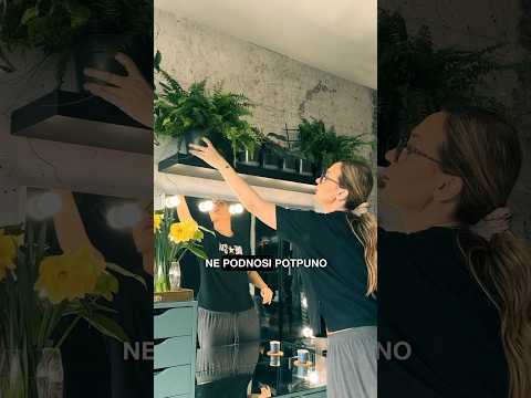 Savrsena paprat u stanu! 🍀