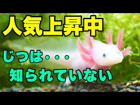 ペットについて詳しく解説