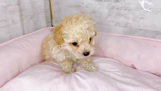 ハーフ犬の動画01