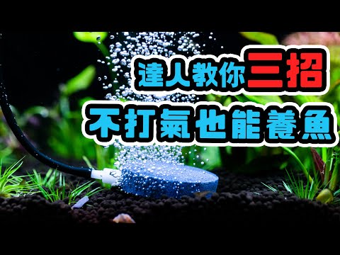 氧氣珠養魚