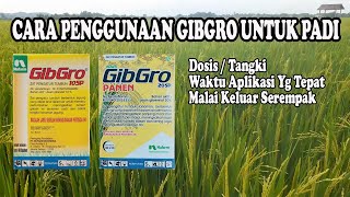 Download lagu Manfaat dan Cara Penggunaan Gibgro Untuk Padi (Waktu Aplikasi Yang Tepat) mp3