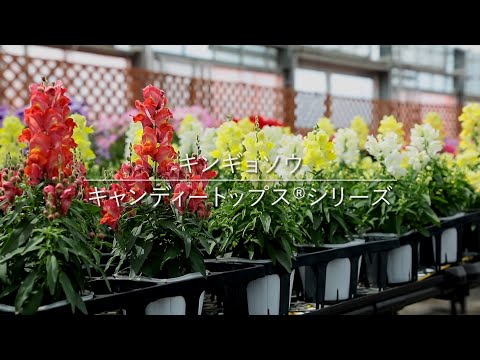 キンギョソウ 植物