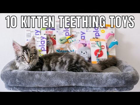 10 Kitten Teething Toys