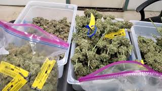 reviewing a couple Ethos Genetics strains after drying