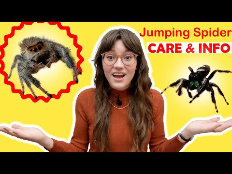 Jumping Spider General Care | Jumping Spider Information