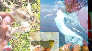 Download lagu Suara pikat burung cibelek gunung (cigun),kombinasi burung kutilang ribut buncil.. mp3