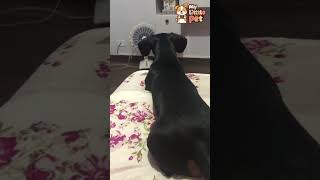 ENCONTREI ANIMAIS FOFINHOS NO SEU HABITAT NATURAL! ?✨ #animaisfofinhos #pets #animalphotos